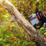 Ways Well-Maintained Trees Affect Home Resale Value