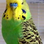 green parakeet