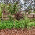 A food forest in a backyard. There are different types of trees, bushes, and plants. A wooden fence is in the background.